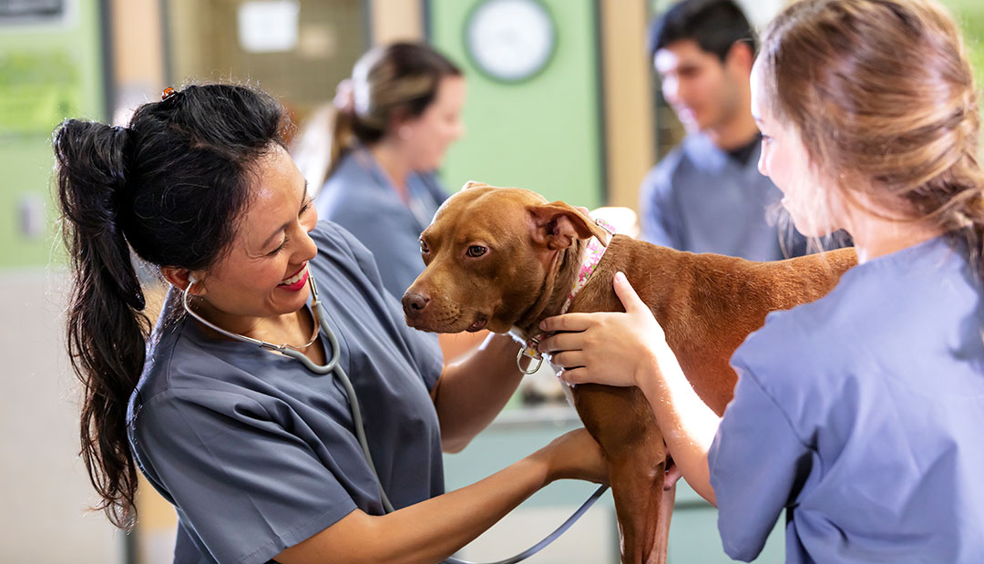 Veterinary clinic staff smiling together at the front desk
