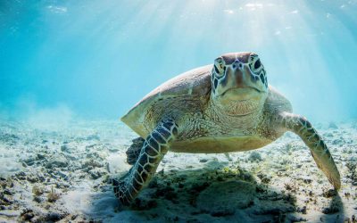 A sea turtle swimming through open ocean water