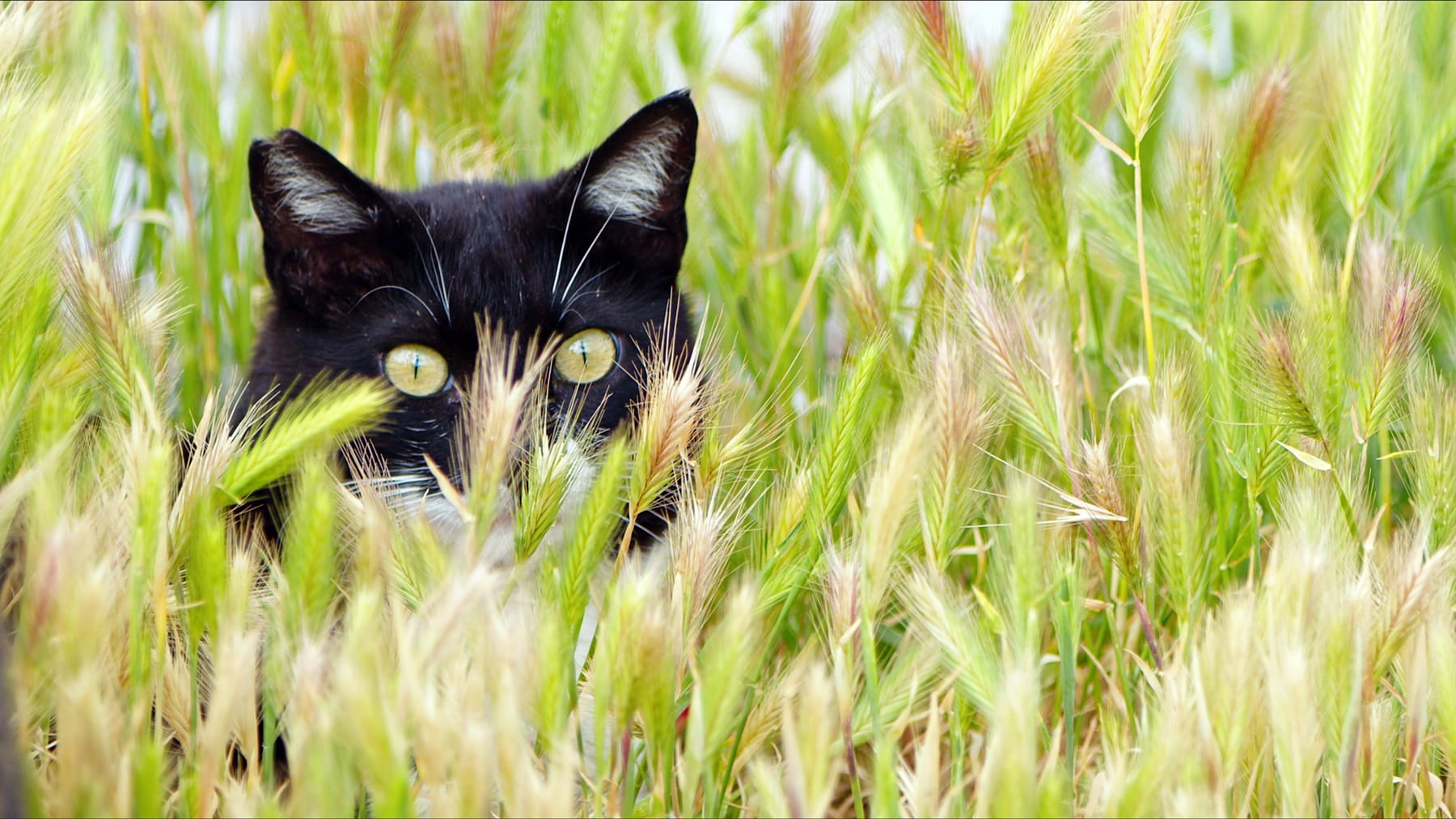 A curious cat peering through tall green grass