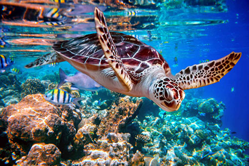 A green sea turtle swimming over a coral reef