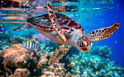 Five Reasons We Love Sea Turtles