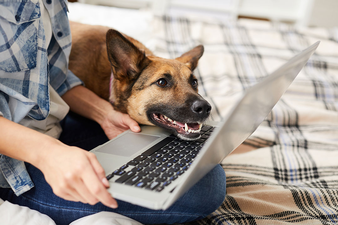 dog owner and her dog booking a veterinary appointment online