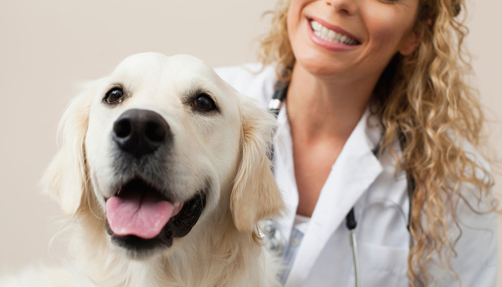 Vet petting a dog